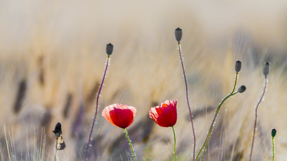 streublumen hochzeit