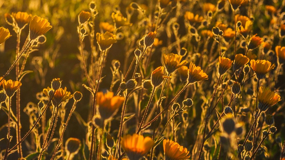 streublumen hochzeit