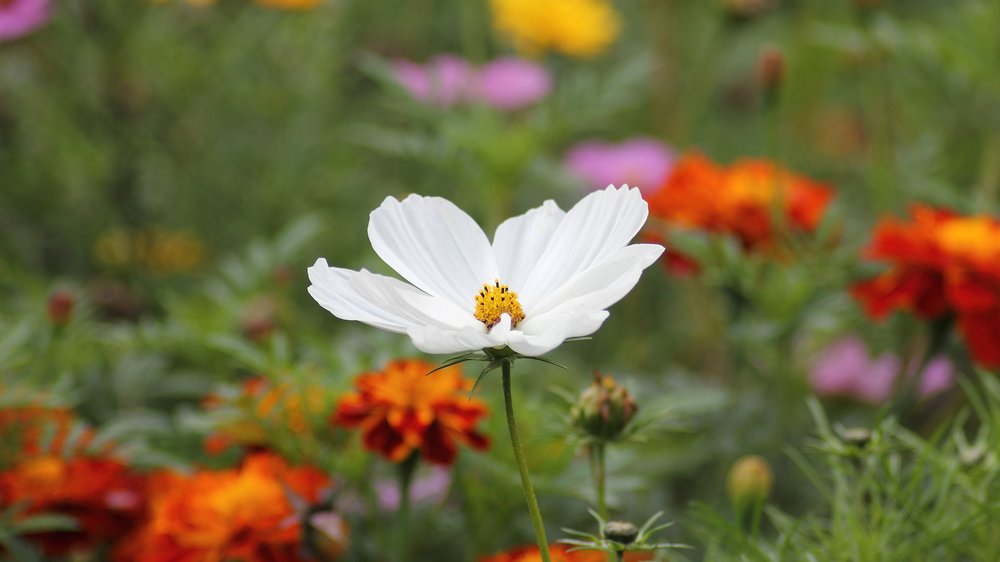 streublumen hochzeit